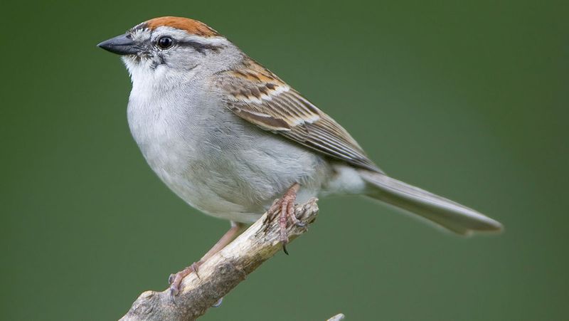 Chipping Sparrow