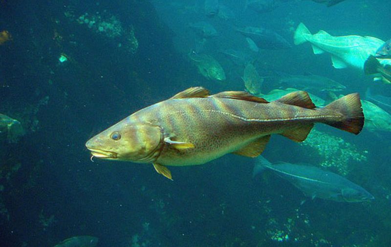 Atlantic Cod
