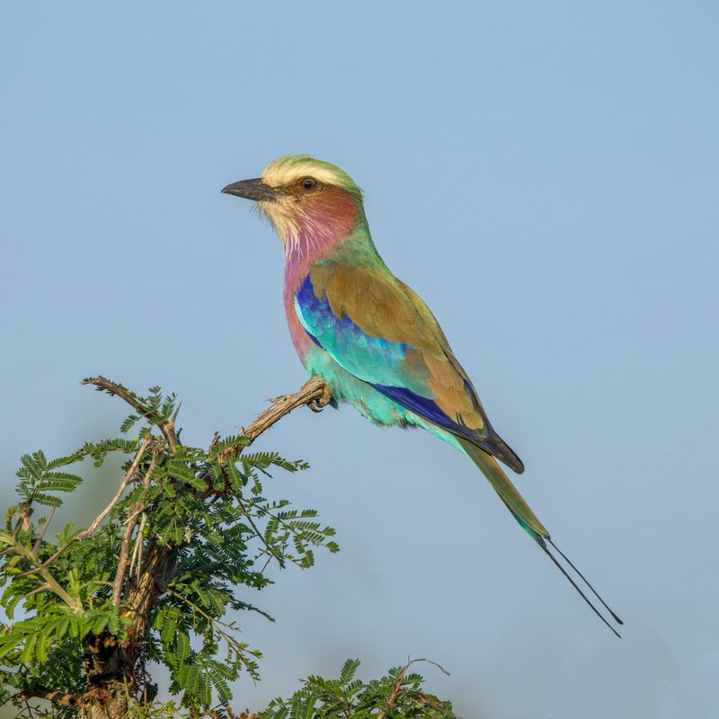 Lilac-breasted Roller