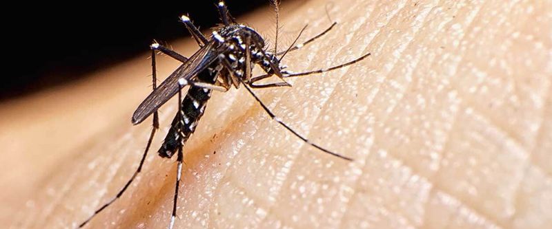 Zika Virus