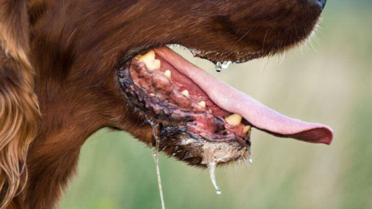How 11 Animal-Borne Diseases Are Affecting Humans in New and Alarming Ways