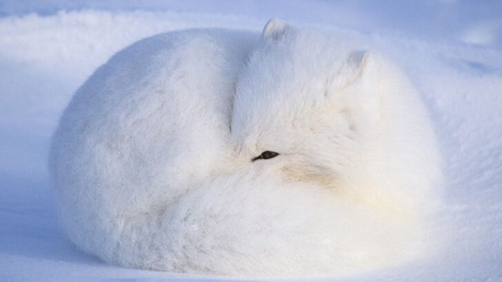 How Arctic Foxes Survive Winters That Would Kill Most Mammals