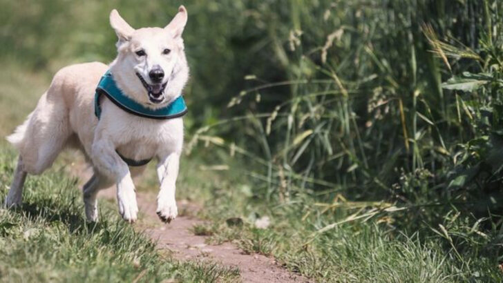 How Do Lost Dogs Make It Home? The Fascinating Science Explained