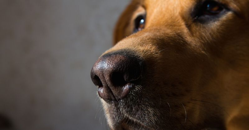 Sniffing Out Disease