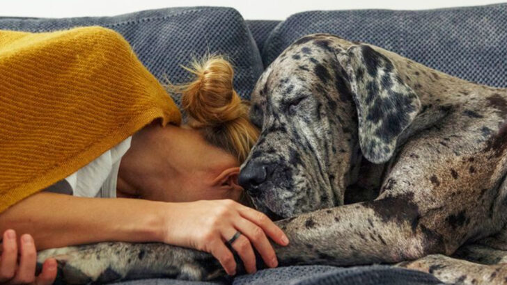 How Dogs and Cats Know When You’re Sick: 12 Fascinating Facts