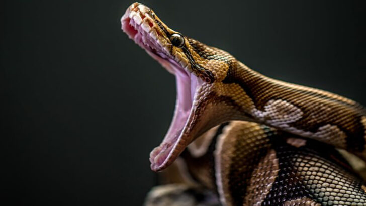 How Pythons Digest Bones: 10 Facts That Will Blow Your Mind