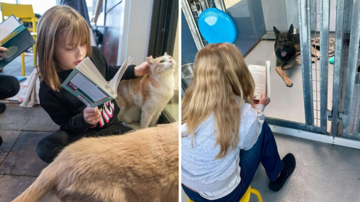 How Story Time and Snuggles Are Helping Shelter Animals Feel Loved Again
