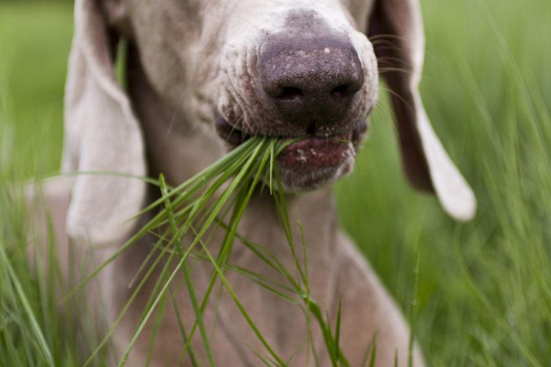 Why do dogs eat grass?