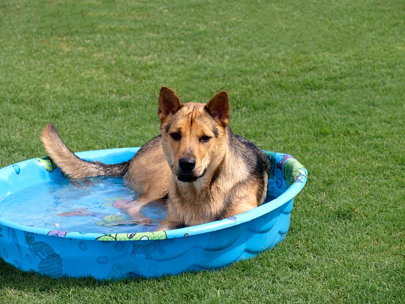 Why Do Dogs Pant So Much in the Summer?
