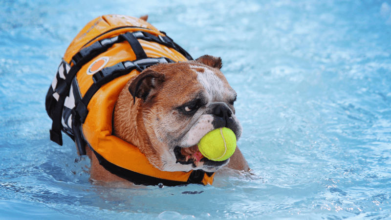 What are the best dog-friendly summer activities?
