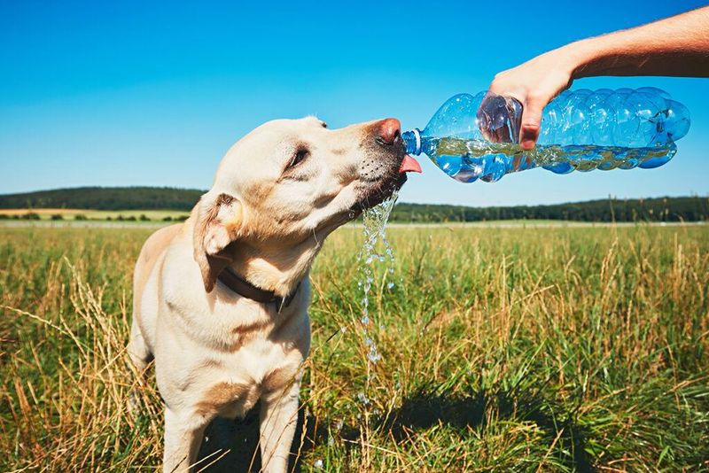 What are the signs of heatstroke in dogs?