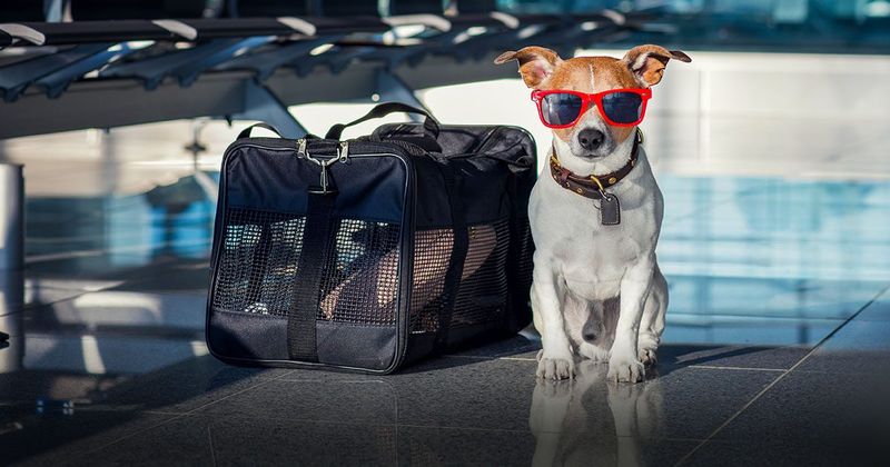 What is the safest way to travel with dogs during vacations?