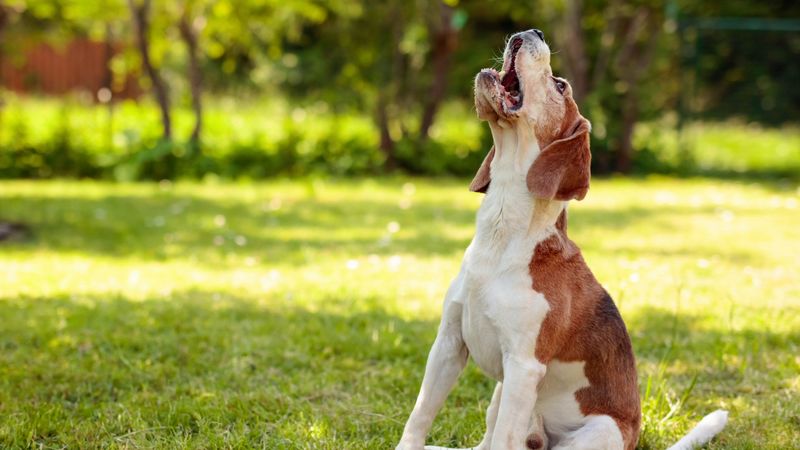 Why do some dogs howl at sirens?
