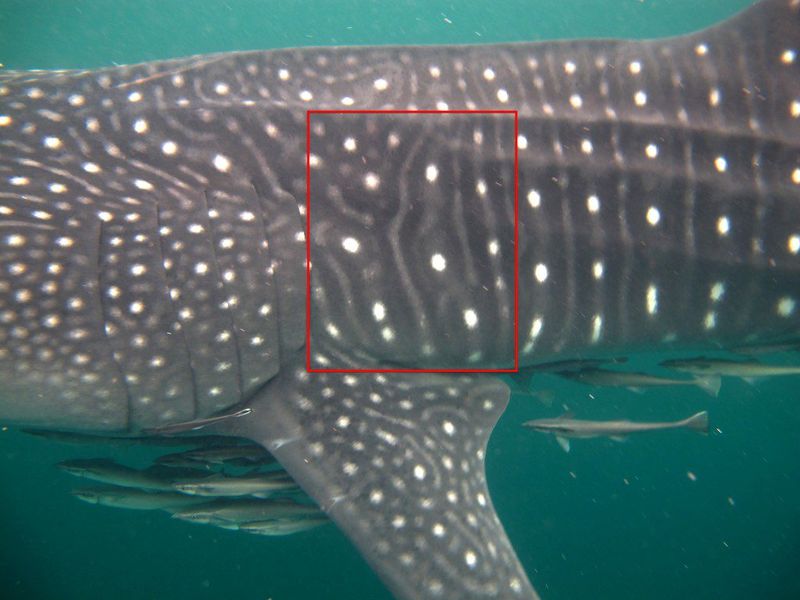 Unique Spot Patterns