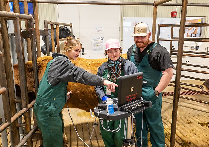 On-Site Veterinary Care