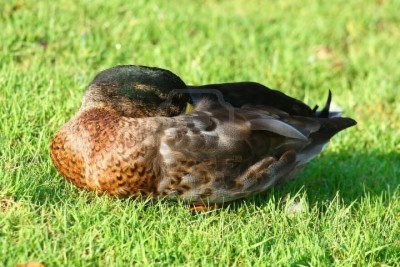 Duck