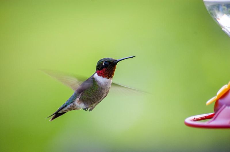 Hummingbird Hovering