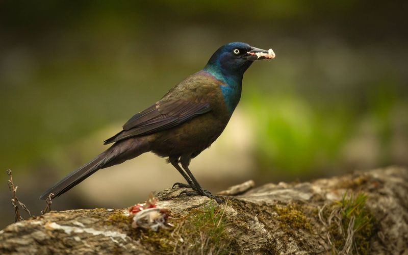 Common Grackle