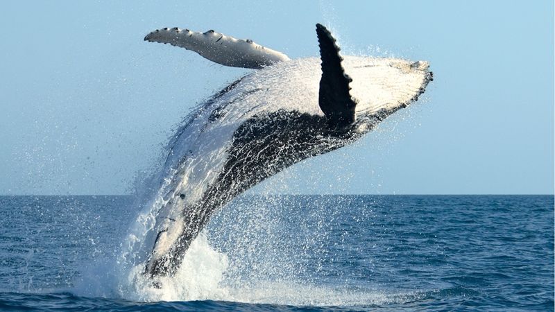 Humpback Whale