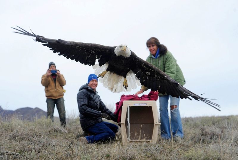 Bald Eagle