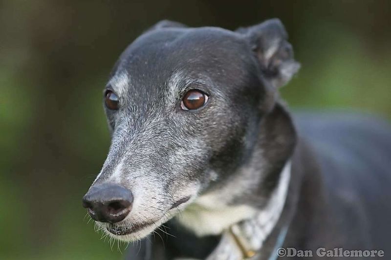 Greyhound
