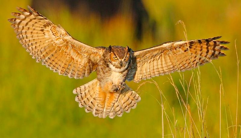 Great Horned Owl