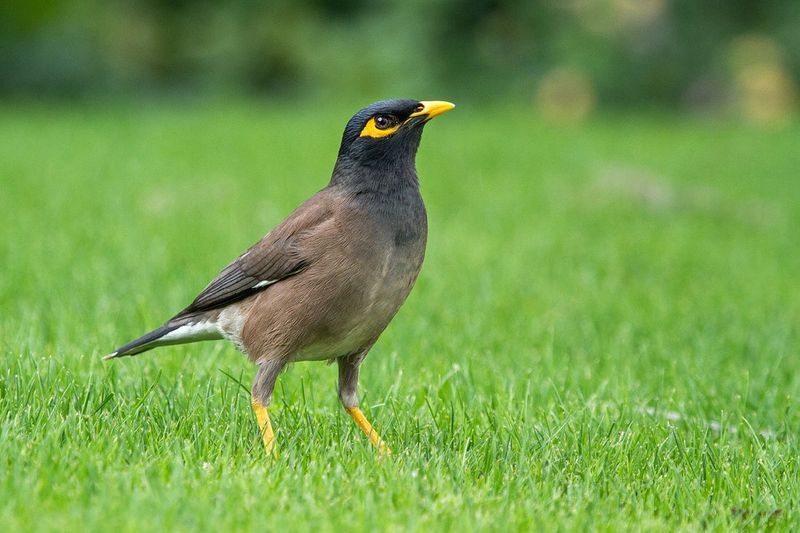 Mynah Bird