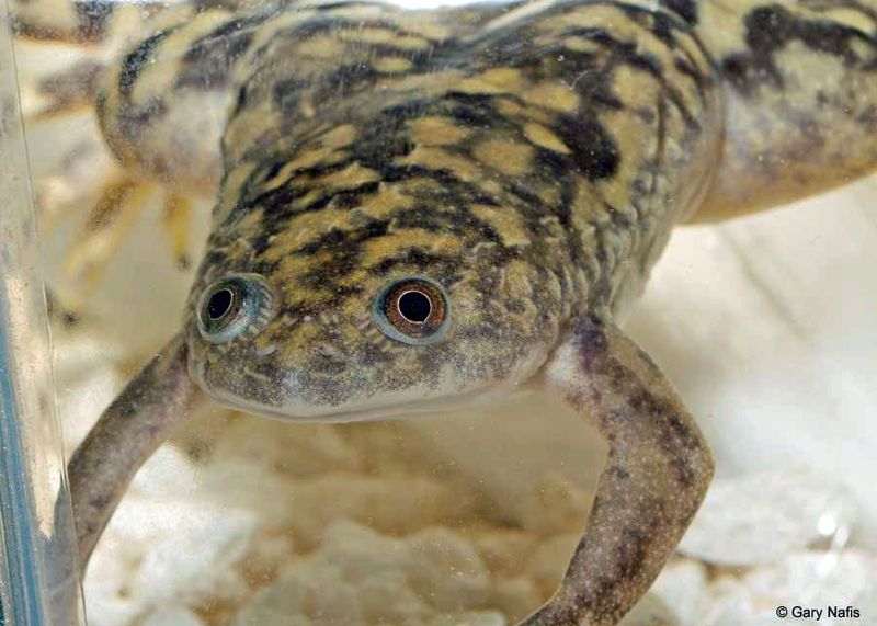 African Clawed Frogs in California