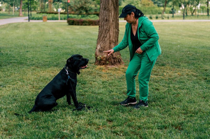 Mastering Sit-Stay Commands