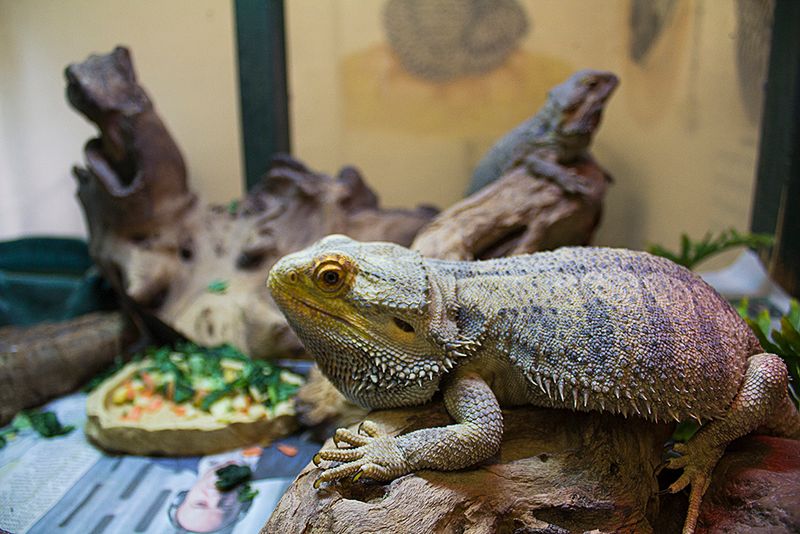 Regular Cleaning of Habitat