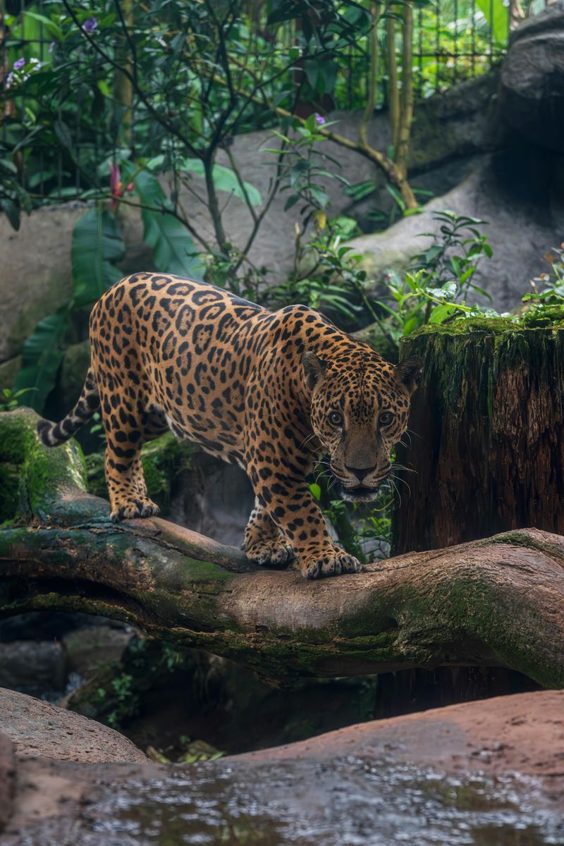 Jaguar