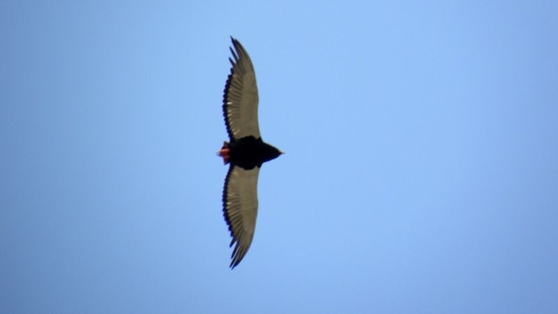 Bateleur Eagle