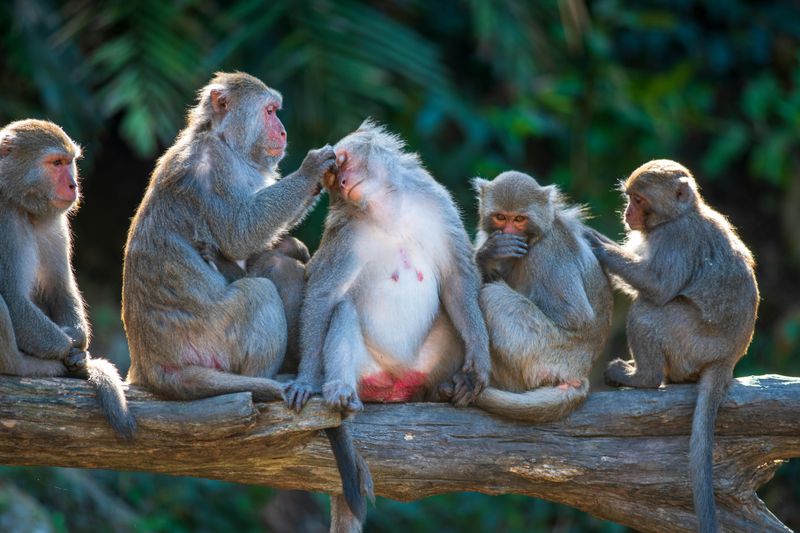 Monkey