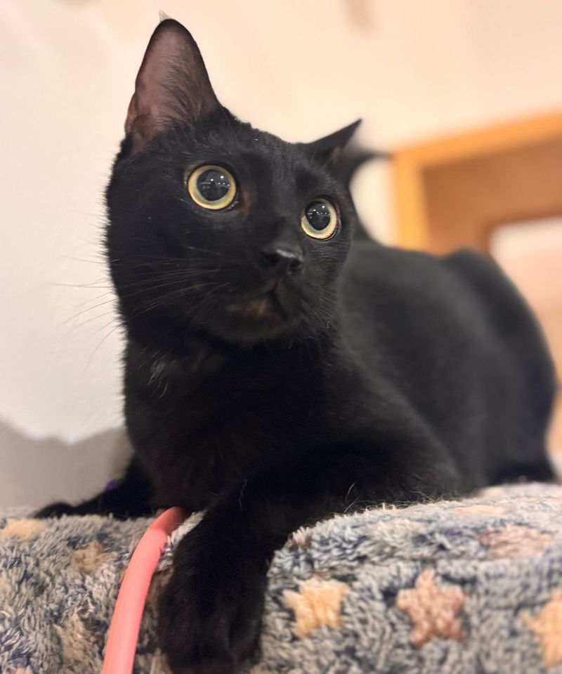 Midnight's Mesmerizing Eyes