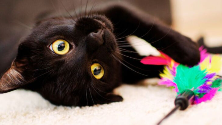 I Rescued a Dozen Black Cats and Found 14 Unique Traits That Make Them Exceptional Pets