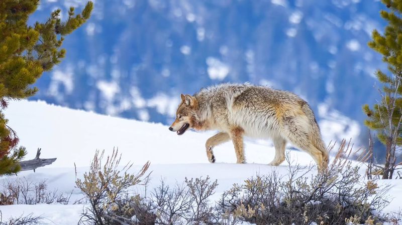 Gray Wolf