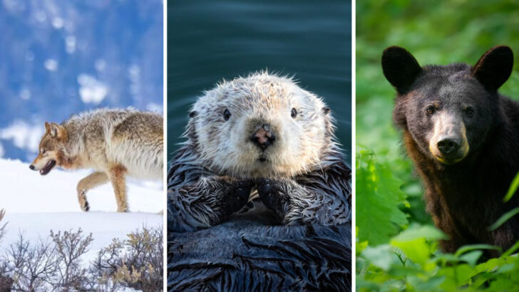 I Traveled to Ten National Parks and Found These 20 Wildlife Species Were the Most Thrilling to See