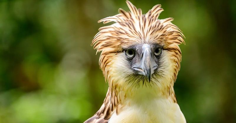 Philippine Eagle