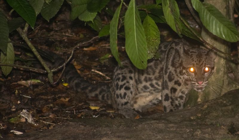 Borneo Clouded Leopard