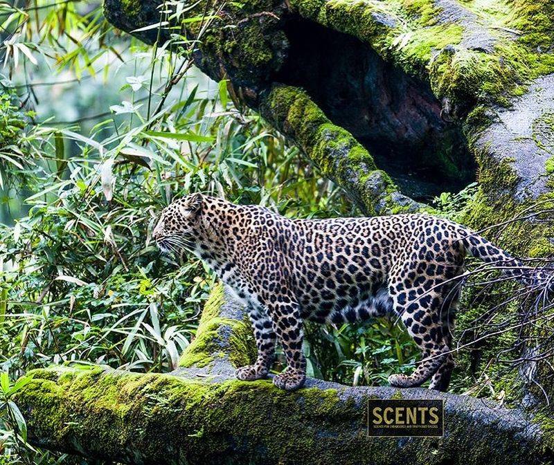 Javan Leopard
