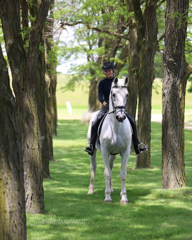 Lipizzaner