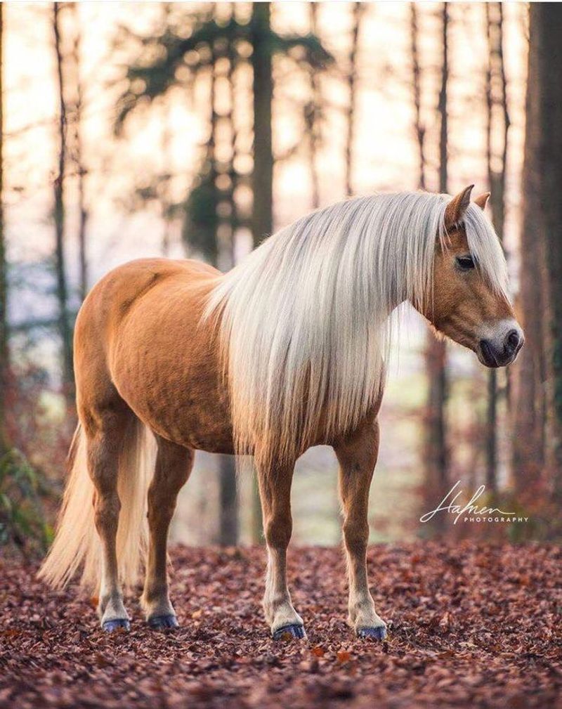 Haflinger