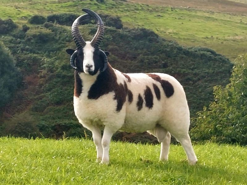 Jacob Sheep