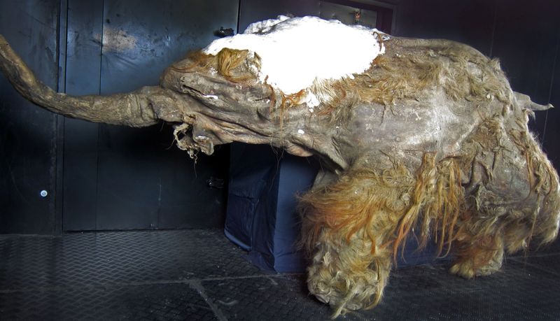 Mammoth