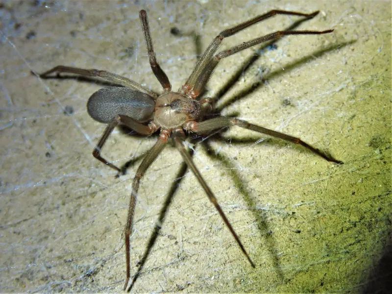 Illinois - Brown Recluse Spider