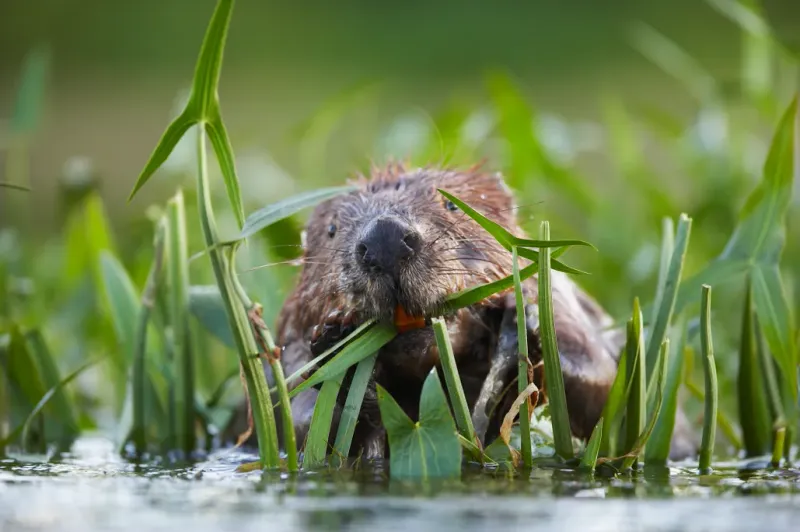 The Return of Eurasian Beavers