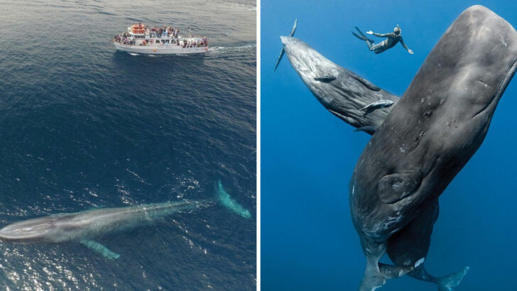 If You Think Great Whites Are Huge, Meet the True Giants of the Sea