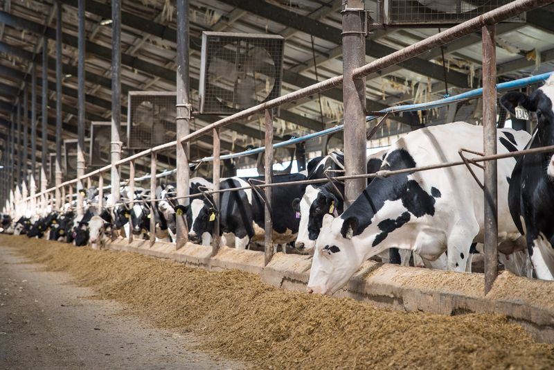 Neglecting Animal Nutrition