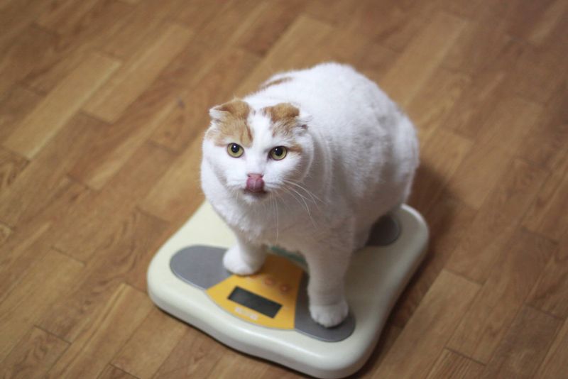Overfeeding or Poor Diet