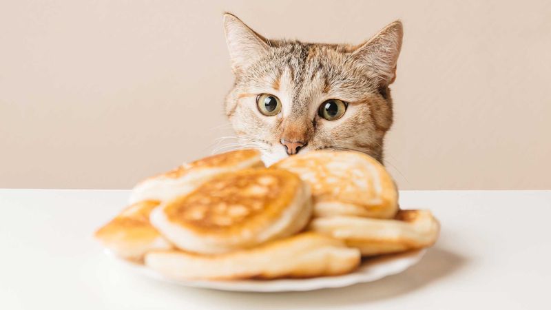 Feeding Inappropriate Foods